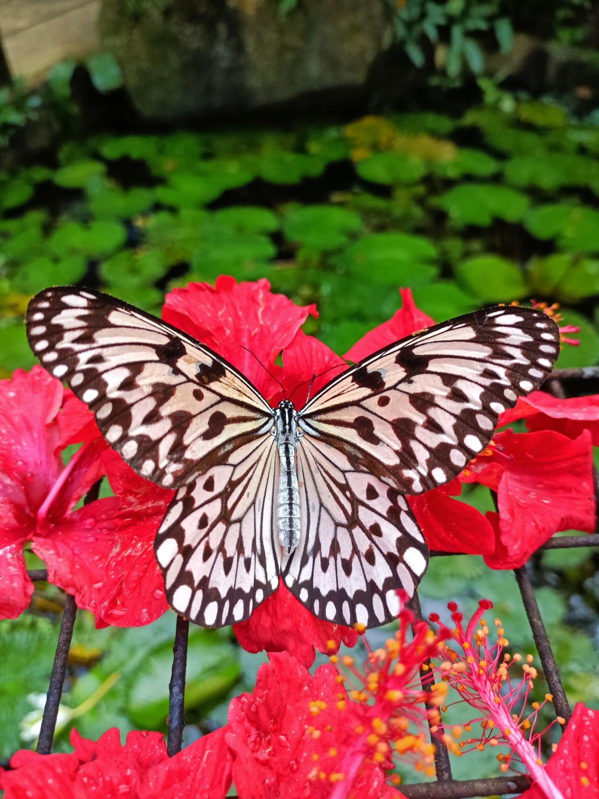 LENSA MYMUSLIMIN – Entopia by Penang Butterfly&nbsp;Farm