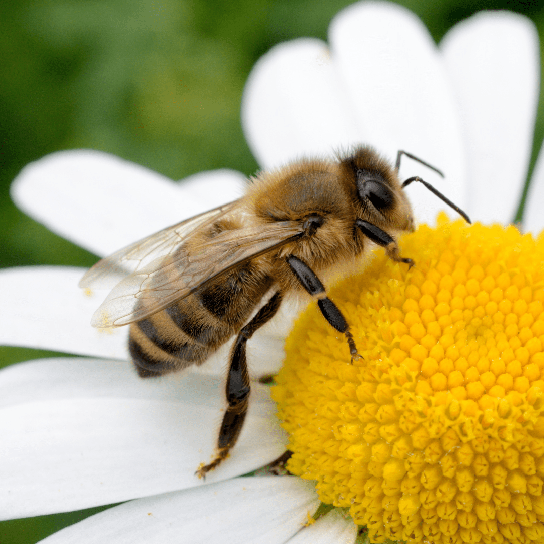 Lemah-Lembut Dalam Mencapai&nbsp;Matlamat