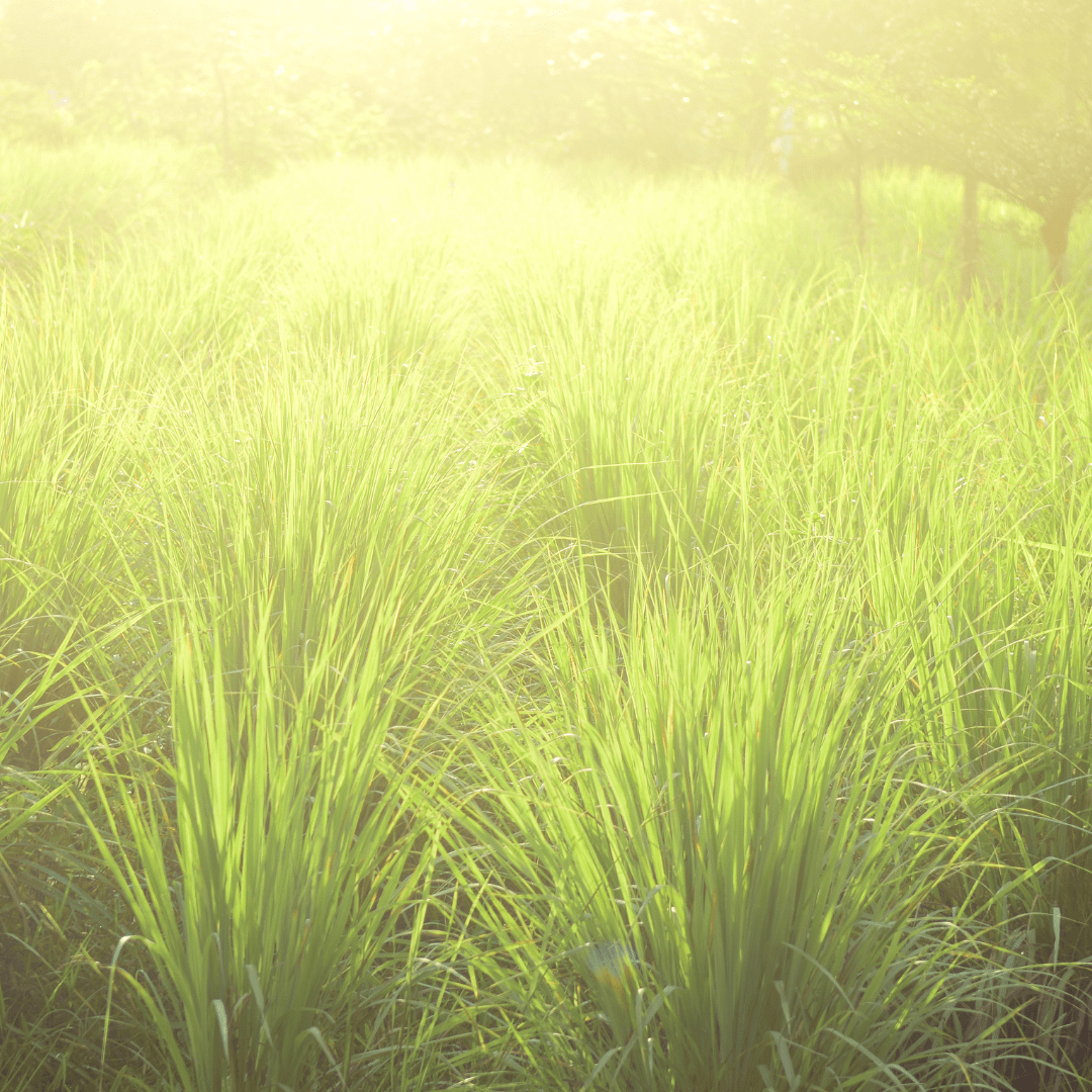 Teks Khutbah Jumaat: Serumpun Bak Serai, Sesusun Bak&nbsp;Sirih