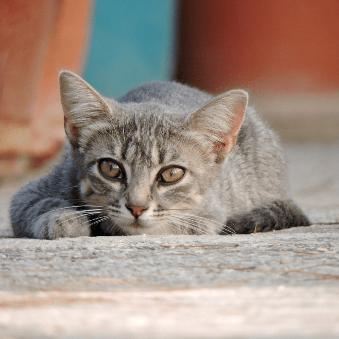 Dua Nasihat Asy-Syibli