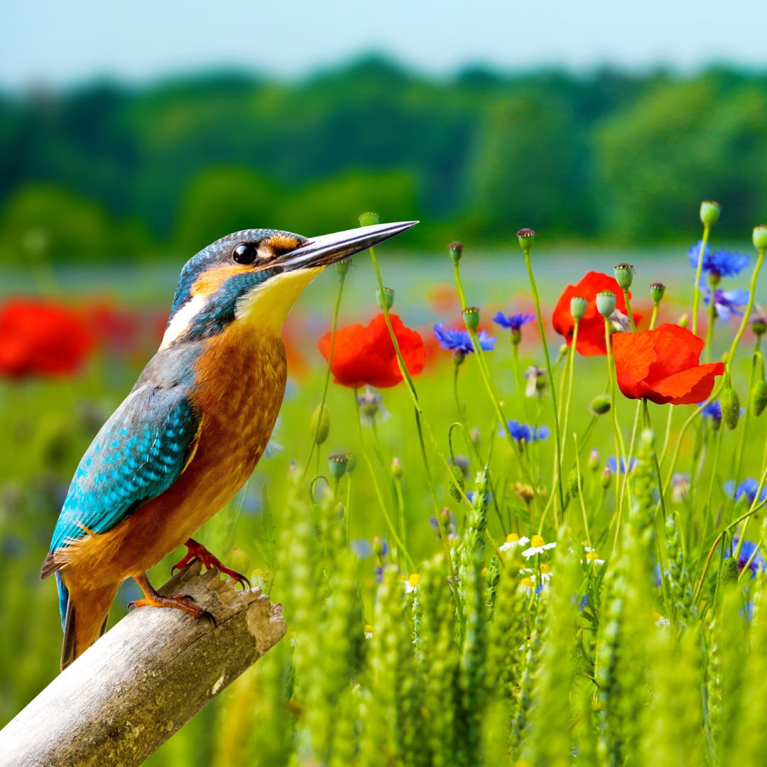 Empat Tanda Kesengsaraan dan&nbsp;Kebahagiaan