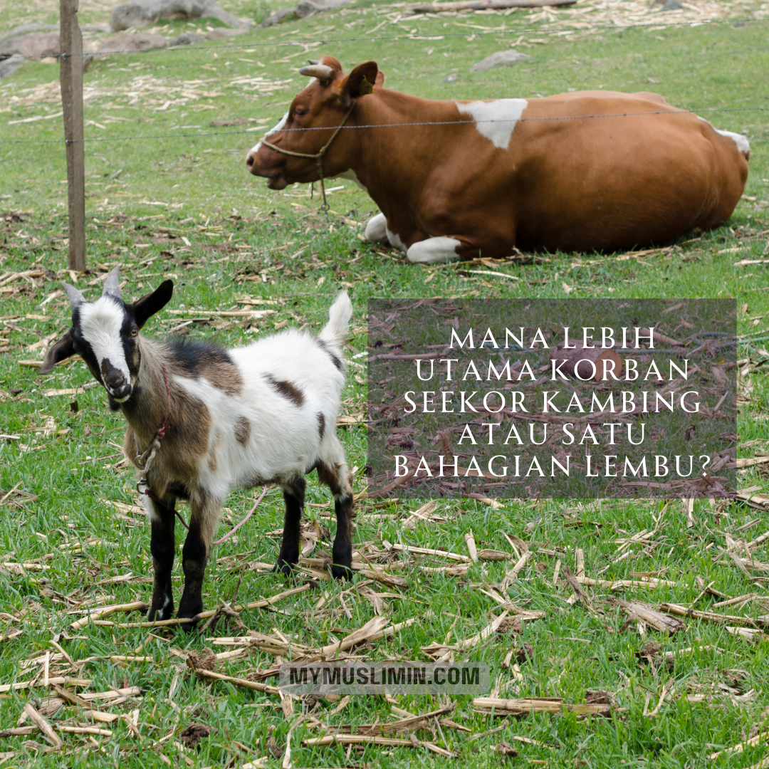 Mana Lebih Utama Korban Seekor Kambing Atau Satu Bahagian&nbsp;Lembu?
